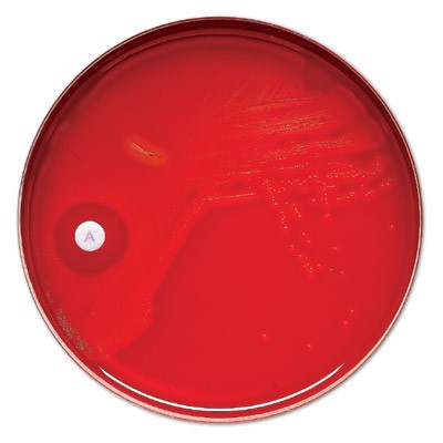 Antimicrobial Susceptibility Disks